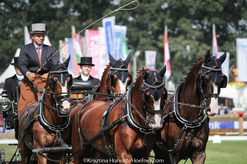 Glenn Geerts gaat beroepsmatig in de paarden